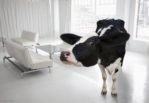 There's a cow in the room