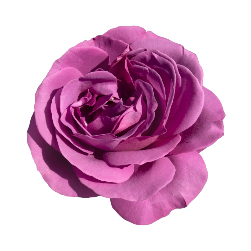 Divine-Feminine-Alchemy-Denisa-Maria-Ratulea-Rose-High-Priestess-Coach (3)
